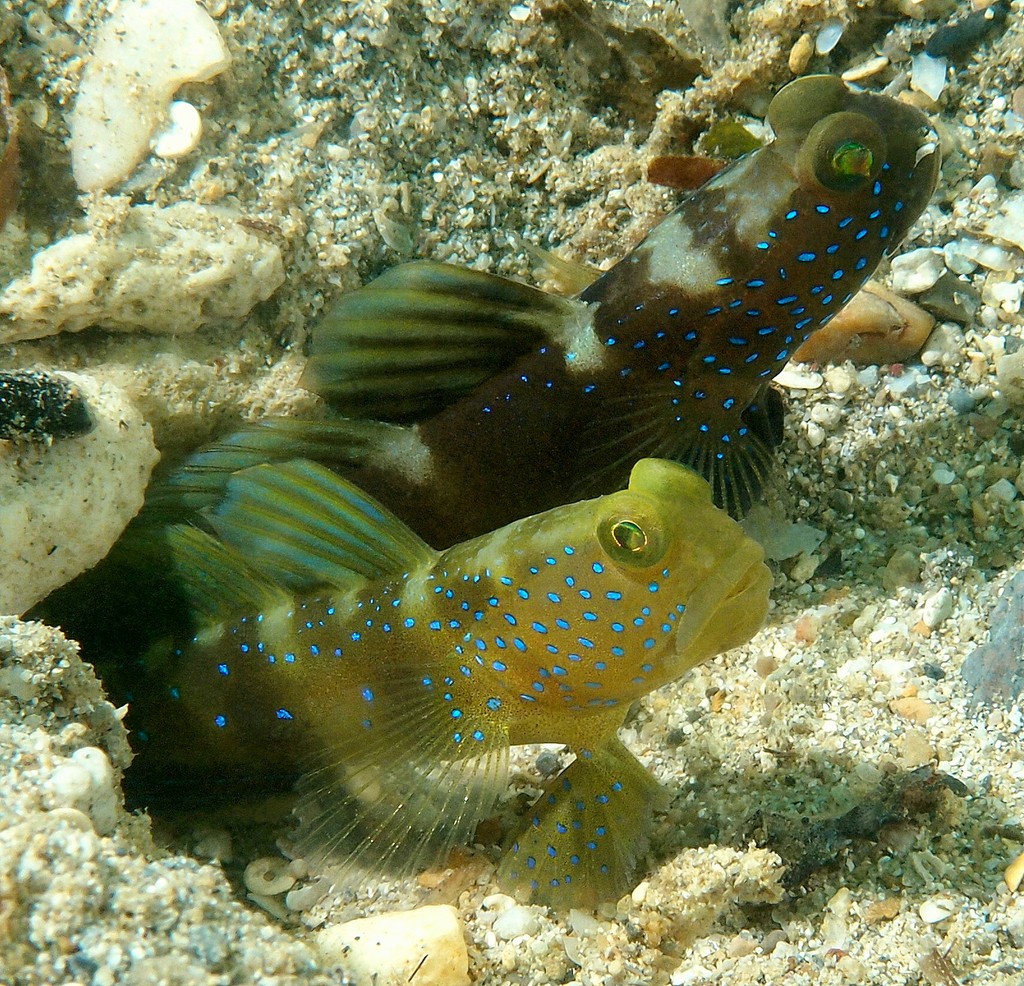 Cryptocentrus fasciatus Black shrimp-goby New Caledonia Two individuals sometimes share a burrow, and these may be one of each color