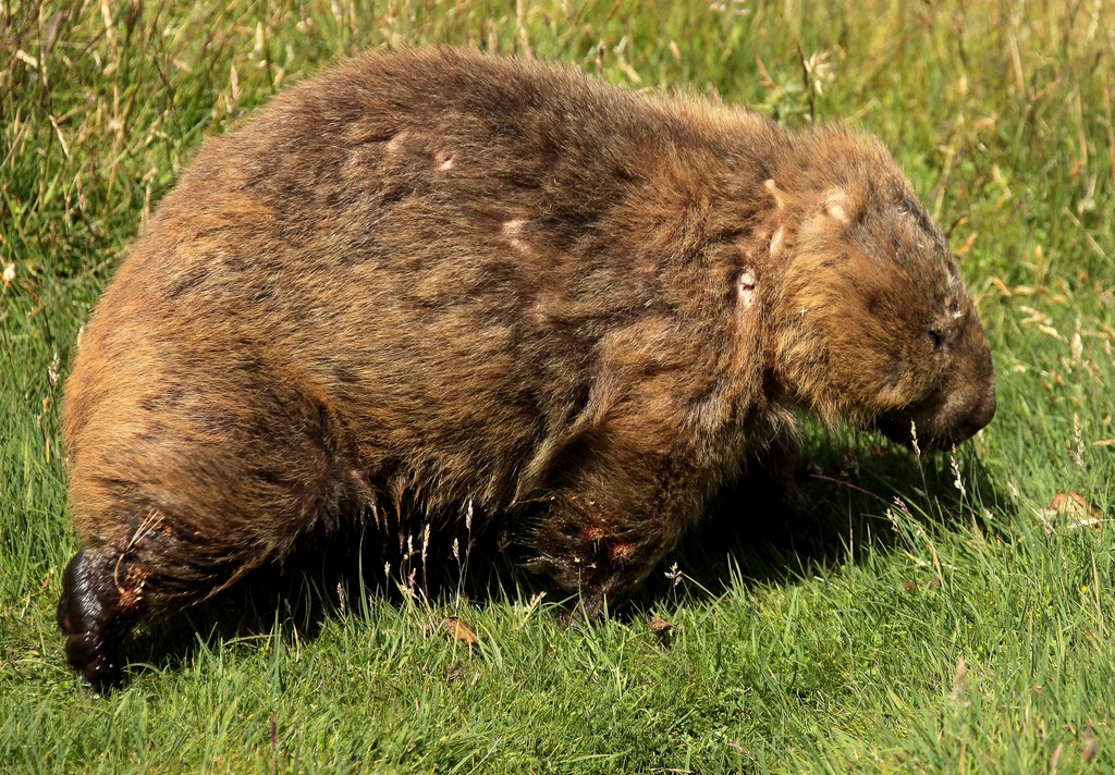 Common wombat Vombatus ursinus native marsupial Tasmania Australia