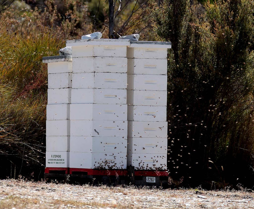 Beehive bee honey sugary food floral nectar Tasmania Australia