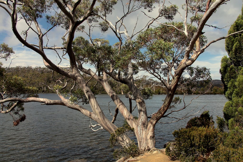 Eucalyptus coccifera Tasmanian snow gum Lake Dobson Tasmania Australia