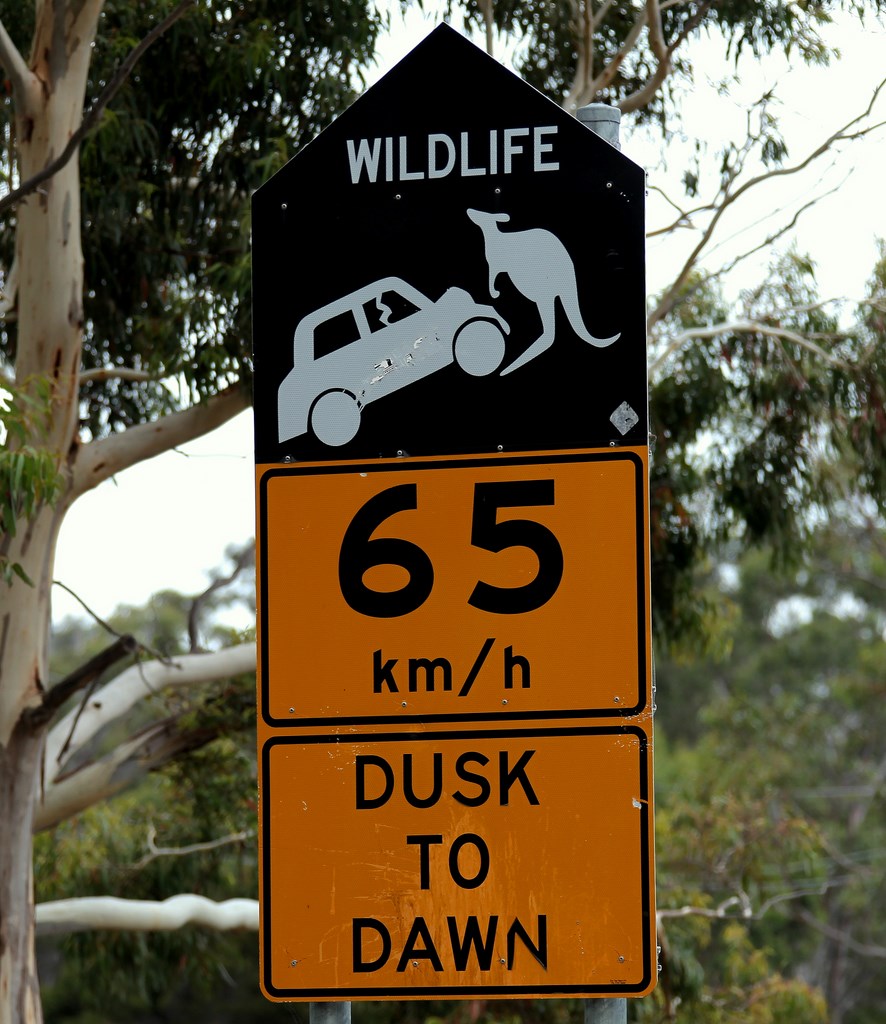 Wildlife Dusk to Dawn Road Sing Australia Tasmania