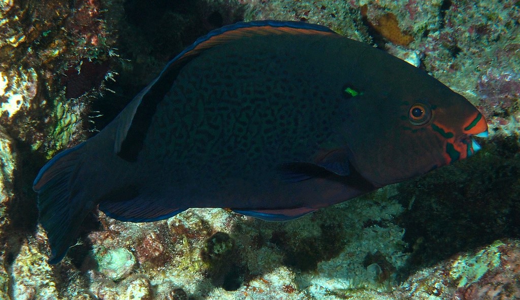 Scarus niger 頸斑鸚哥魚 新喀里多尼亞
