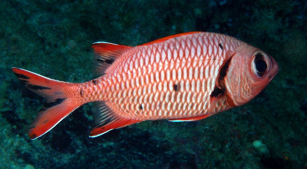 Myripristis amaena Brick soldierfish New Caledonia black spot