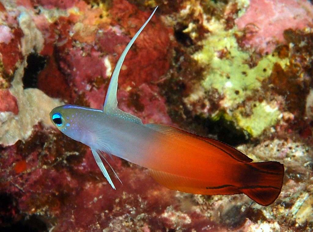 Nemateleotris magnifica Poisson de feu Nouvelle-Calédonie faune sous-marine du lagon identification