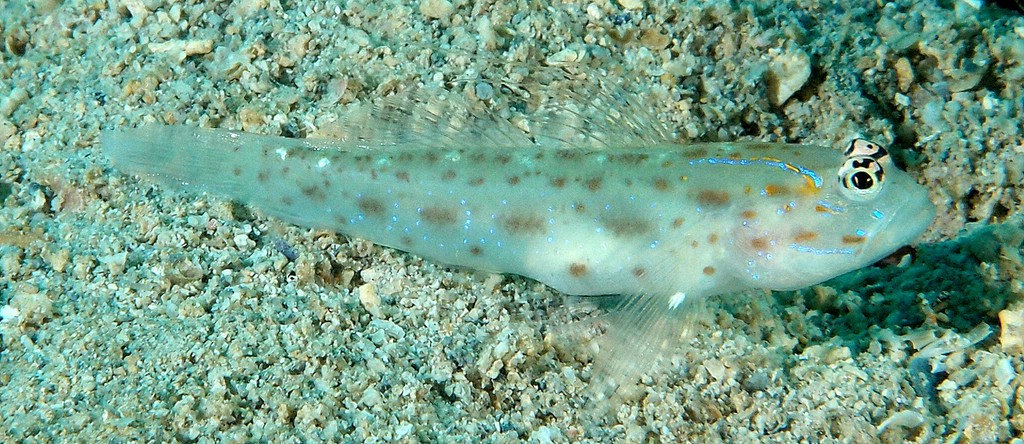 Ctenogobiops mitodes Gobiidae Family New Caledonia Island Lagoon
