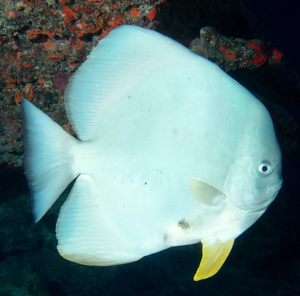 Platax teira Tail fin batfish New Caledonia white body