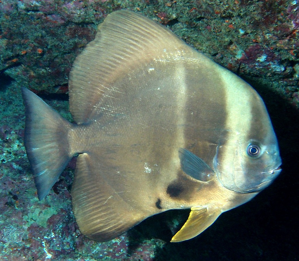 Platax teira Platax à grandes ailes Nouvelle-Calédonie Tache noire située devant la nageoire anale
