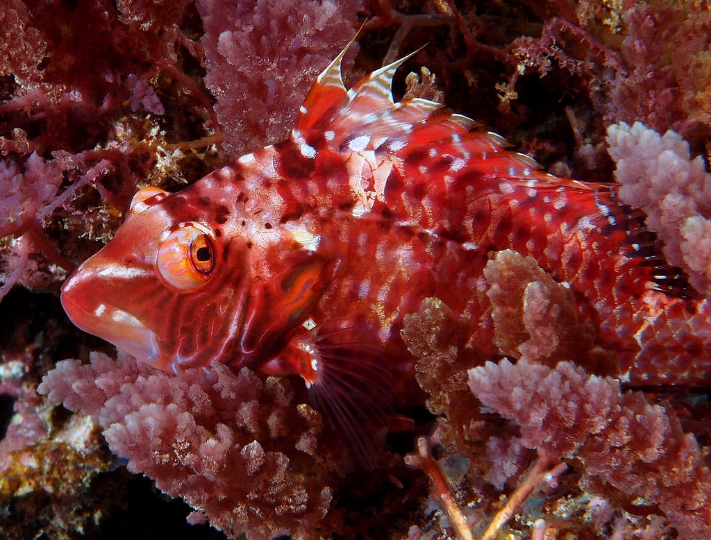 Pteragogus enneacanthus Cockerel wrasse New Caledonia longitudinal lines along the body