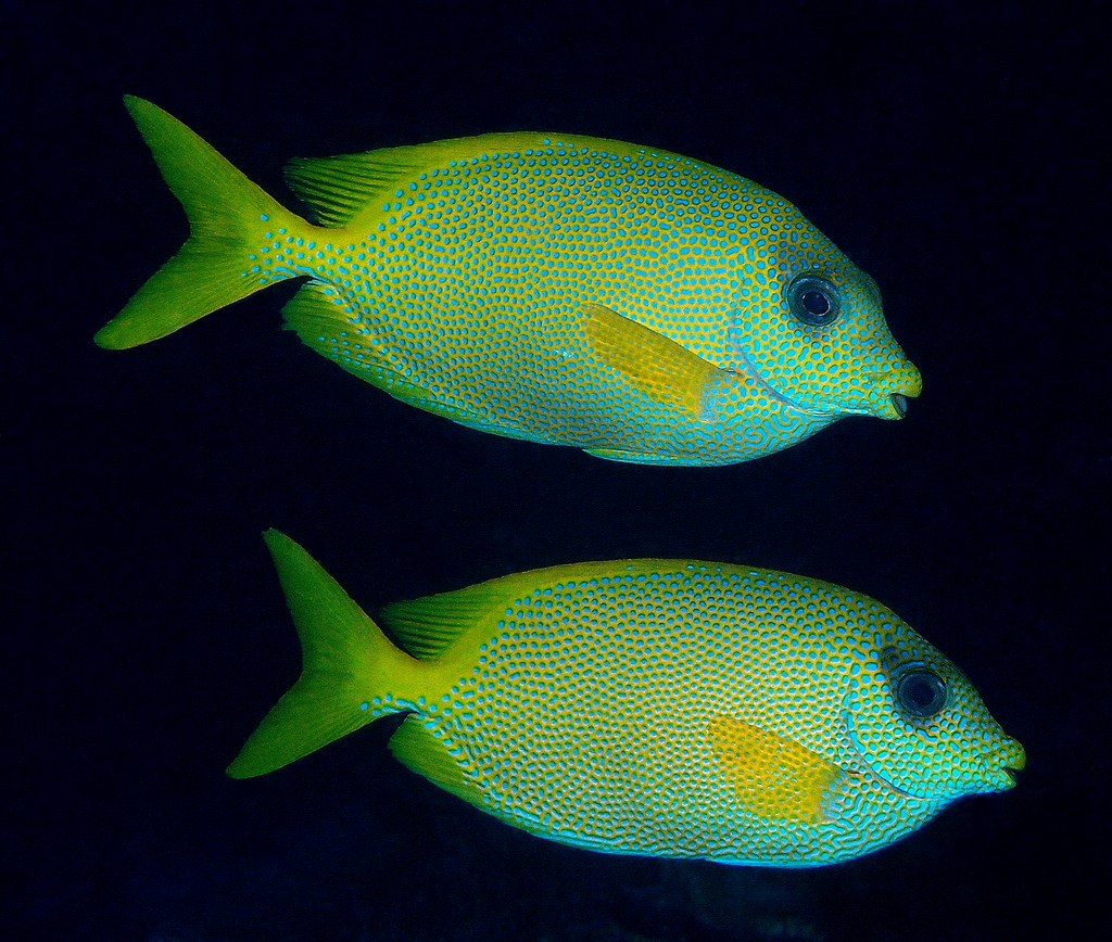 Siganus corallinus Blue-spotted spinefoot New Caledonia yellow tail