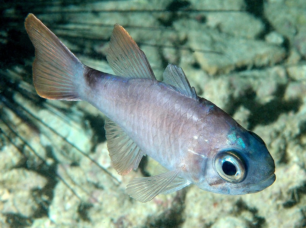 Nectamia savayensis poisson Cardinal fantôme Nouvelle-Calédonie plongée dans le lagon