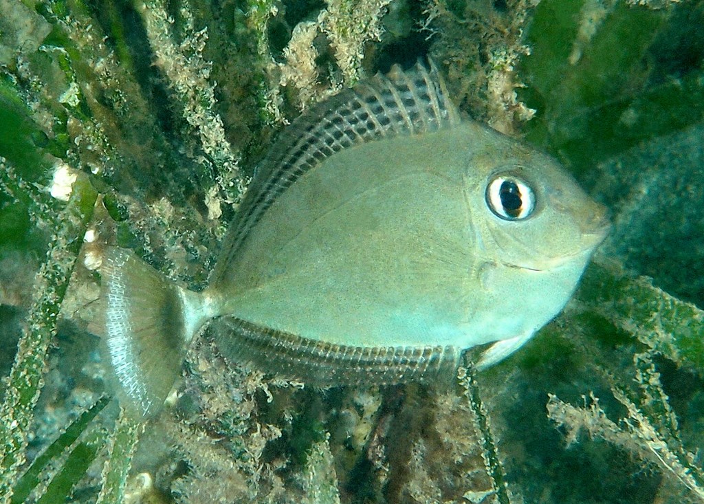 Naso brevirostris Longnose unicornfish juvenile New Caledonia