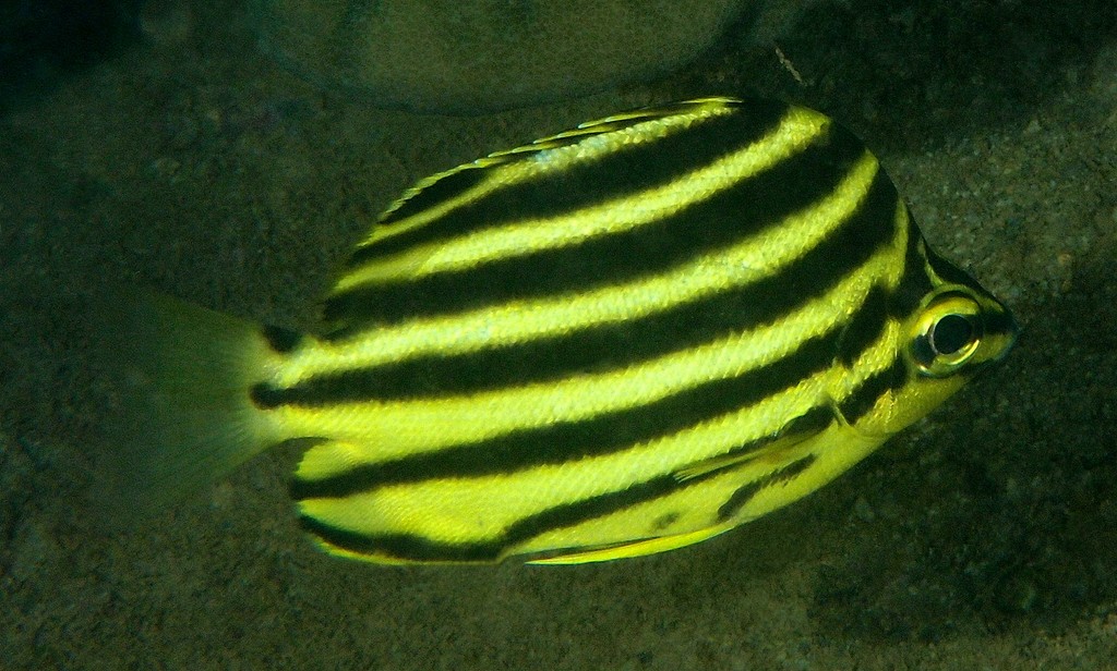 Microcanthus joyceae Kyphosidae Microcanthinae fish New Caledonia