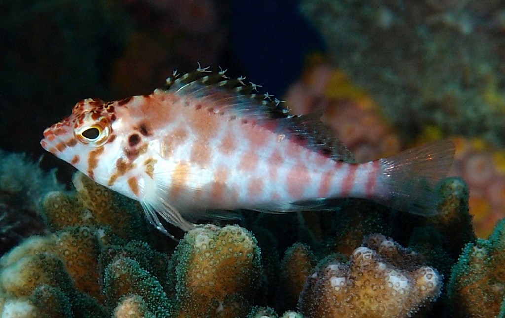 Cirrhitichthys aprinus Red barred hawkfish Juvenile New Caledonia pale-edged dark spot on upper edge of gill cover
