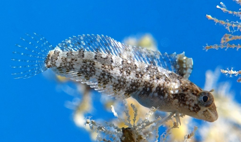 Petroscirtes variabilis Saber-toothed blenny New Caledonia Sexually dimorphic