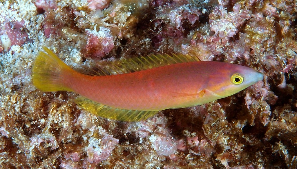 Pseudojuloides splendens Labre splendide femelle Nouvelle-Calédonie