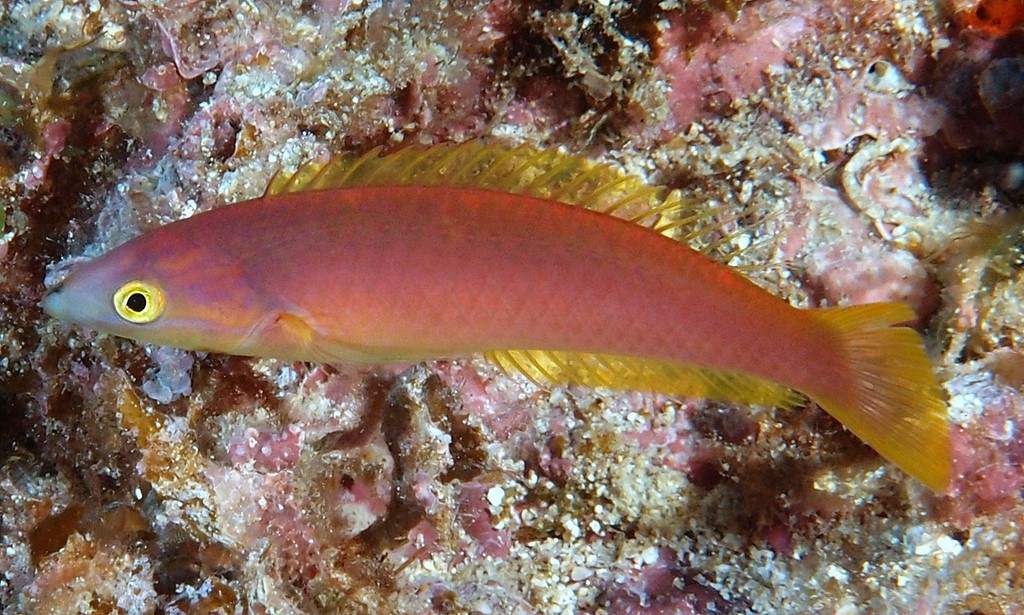 Pseudojuloides splendens Splendid pencil wrasse female New Caledonia orangish to reddish to pink