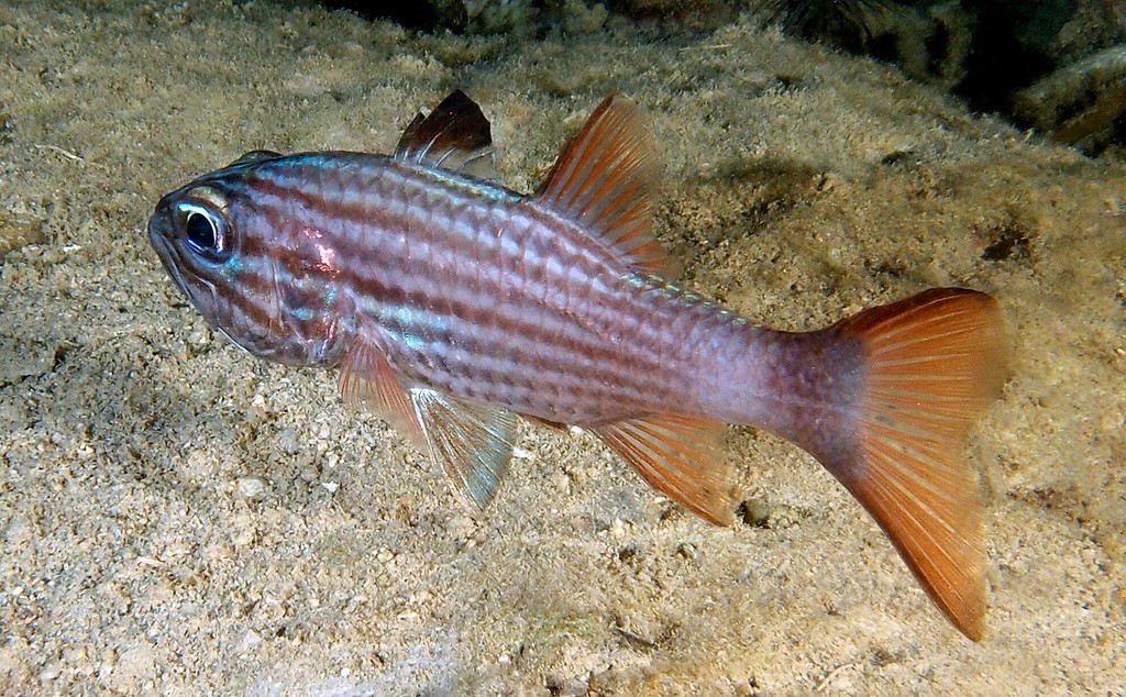Cheilodipterus heptazona Großzahn-Kardinalbarsch Fisch aus Neukaledonien Nachttauchen