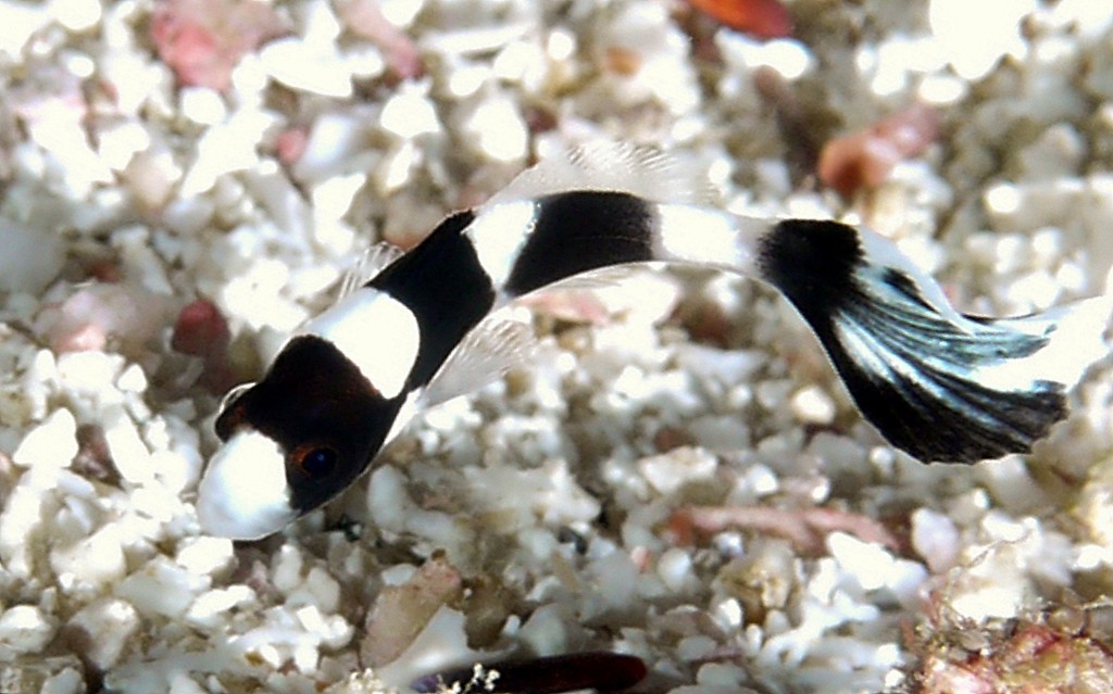 Plectorhinchus pica Spotted sweetlips Juvenile New Caledonia black with a few large white blotches