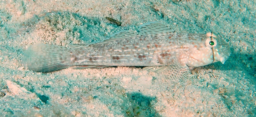 Gnatholepis anjerensis Cabot sauteur Nouvelle-Calédonie