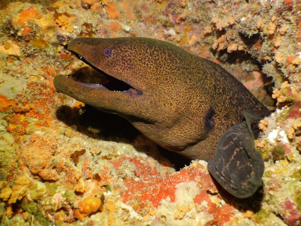 Gymnothorax javanicus Doku-utsubo ドクウツボ ニューカレドニア