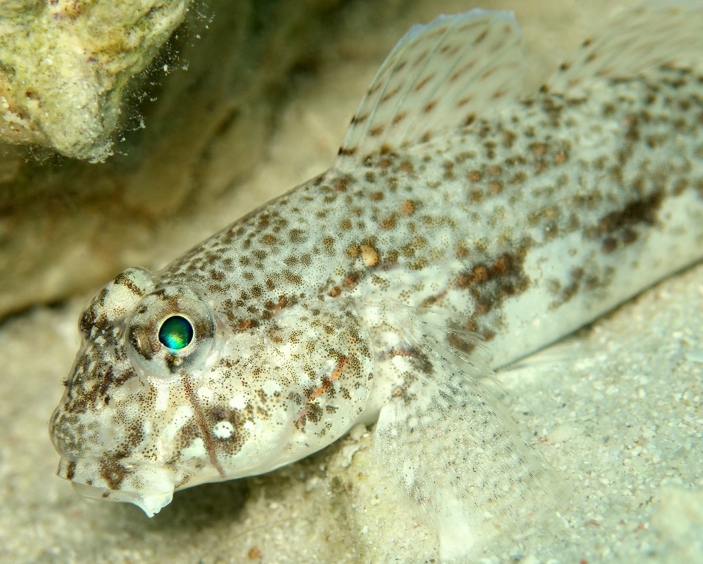 Gnatholepis anjerensis Yellowspot goby New Caledonia sand fish