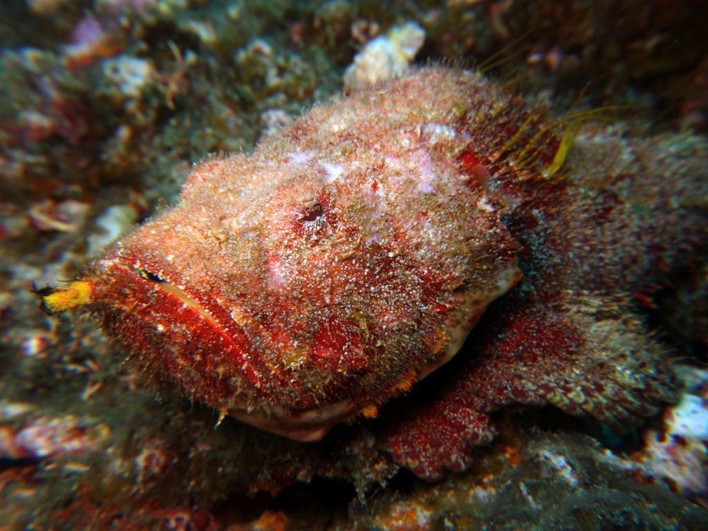 Scorpaenopsis diabolus Rascasse diable avec des poils poisson benthique Nouvelle-Calédonie