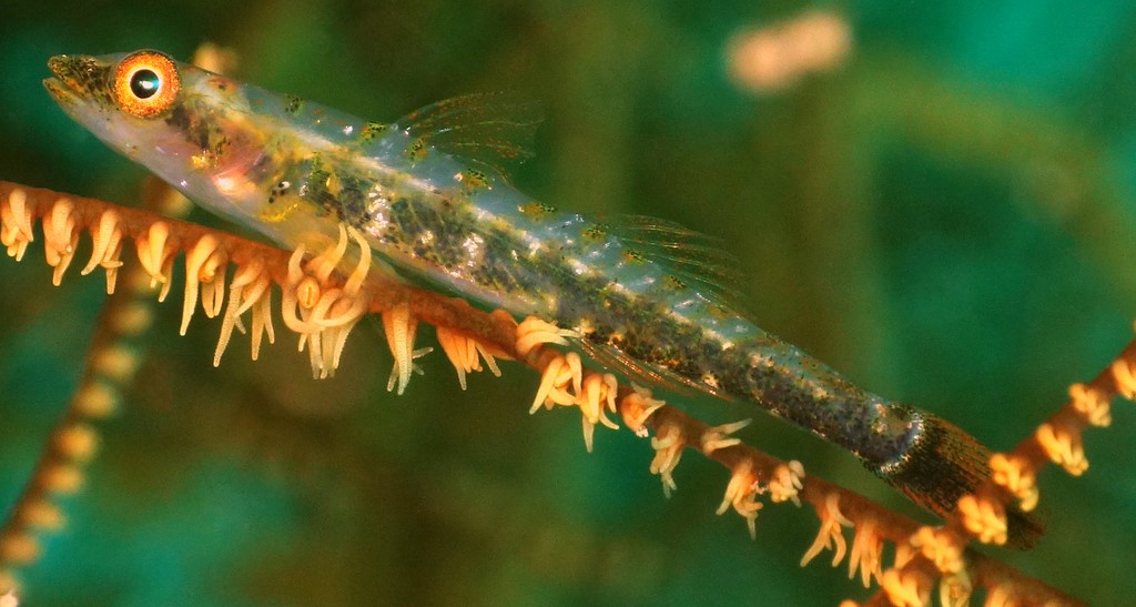 Bryaninops tigris Blackcoral whipgoby New Caledonia