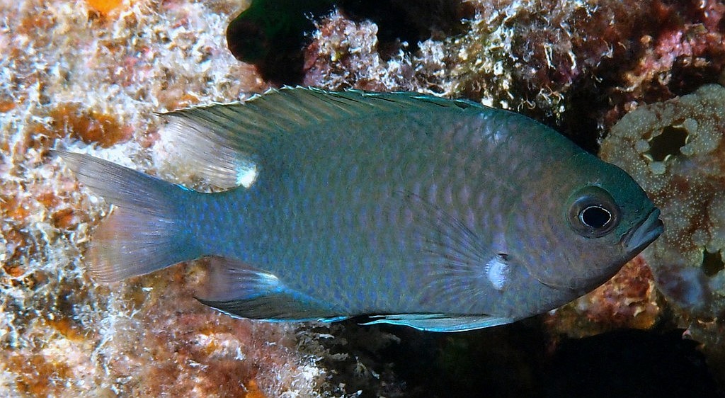 Azurina elerae Twin-spot chromis New Caledonia dorsal and anal fins with whitish spot