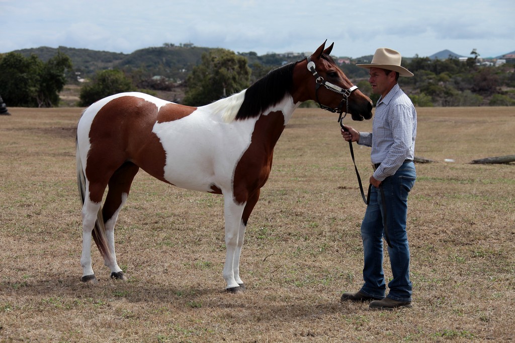 Paint horse Foire de Koumac et du Nord 2016 Nouvelle-Calédonie