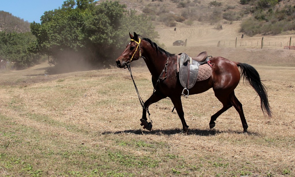 Chute à cheval Parcours de Stock course Hippique Foire de Koumac Nouvelle-Calédonie