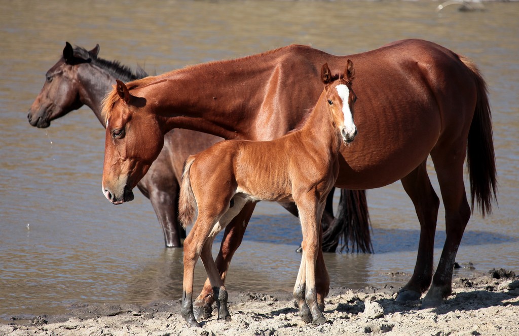 Wild horses calf and her mother North New Caledonia Island animal