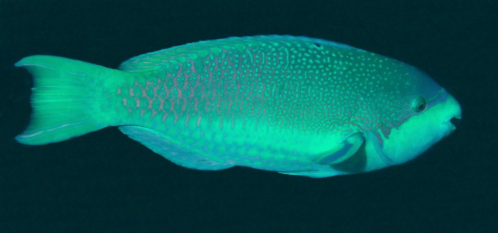 Scarus globiceps Perroquet masqué Nouvelle-Calédonie poisson du lagon à tête ronde