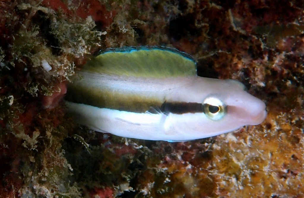 Aspidontus dussumieri Lance Blenny New Caledonia fish biodiversite blenniidae family