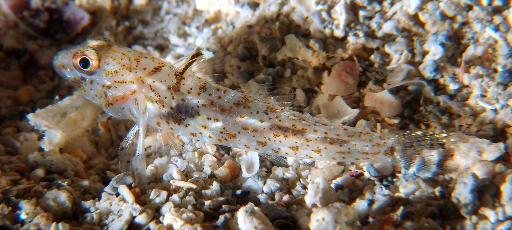 Fusigobius gracilis Slender sandgoby New Caledonia a black spot the size of pupil or smaller at midbase of caudal fin