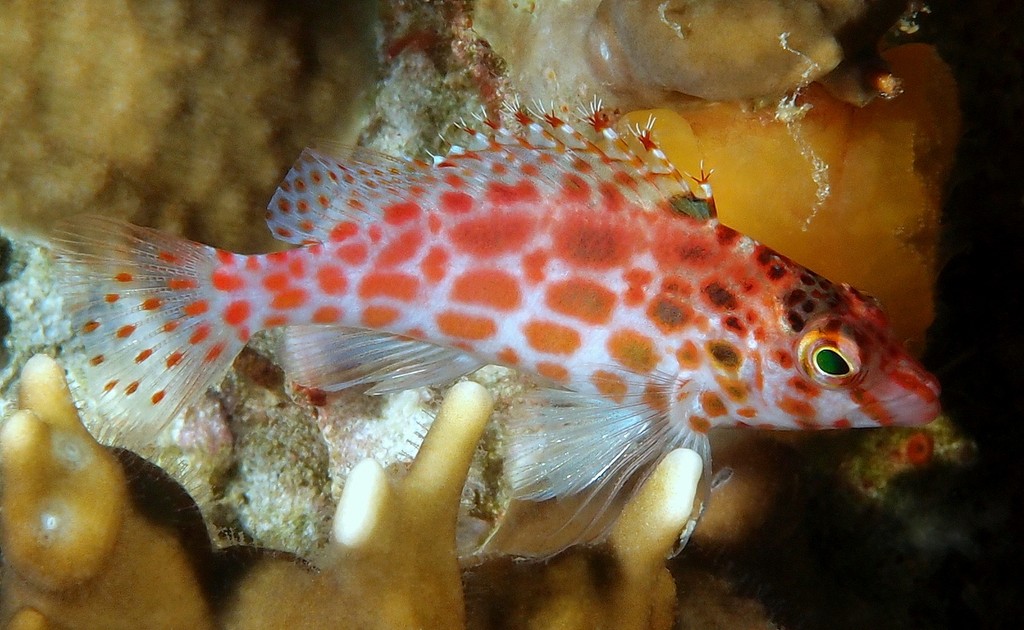Cirrhitichthys oxycephalus Coral hawkfish New Caledonia underwater marine fauna