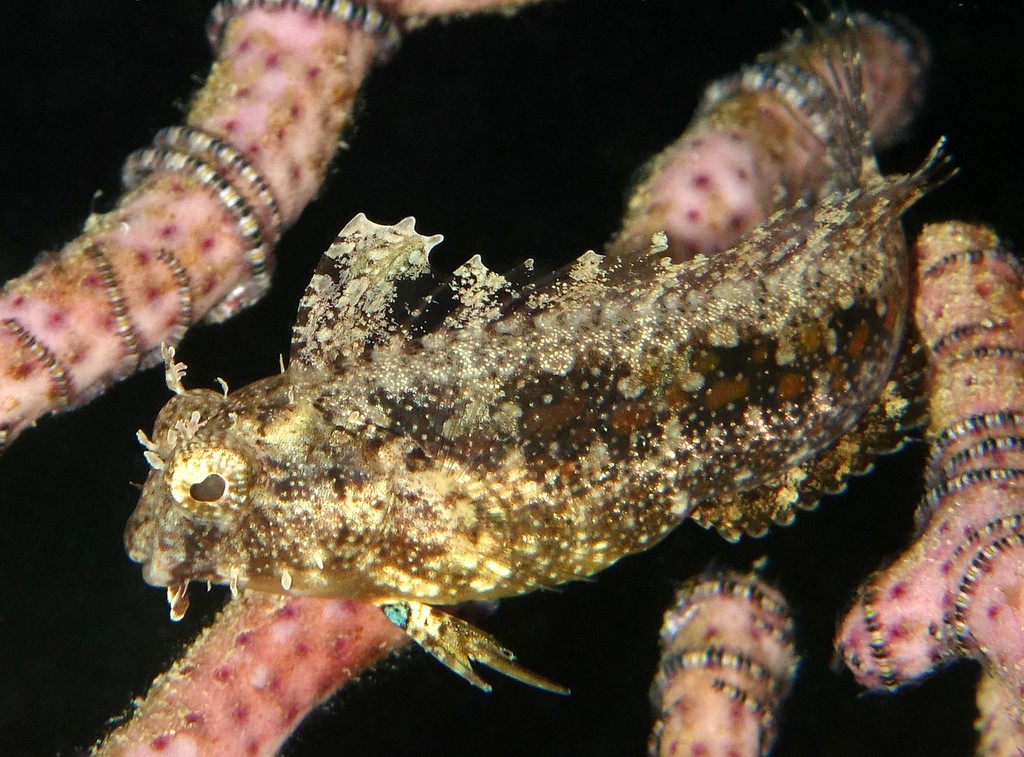 Petroscirtes mitratus Blennie à mitre Nouvelle-Calédonie poisson biodiversité étude