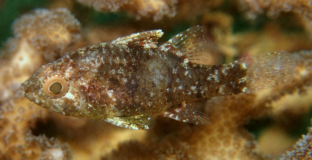 Foa fo Samoan cardinalfish New Caledonia lagoon collection