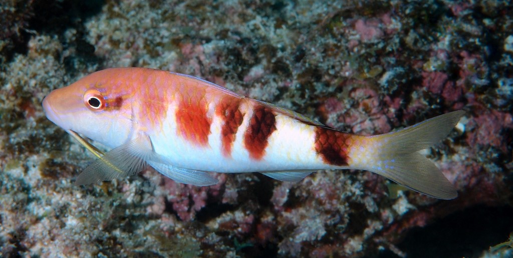 Parupeneus multifasciatus Rouget-barbet à bandes Nouvelle-Calédonie Teinte généralement assez variable caractérisée notament par de larges bandes noires