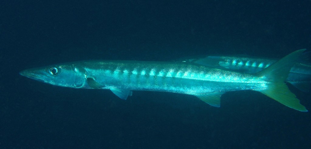 Sphyraena jello Barracuda jello Nouvelle-Calédonie 梭子魚 ニューカレドニア