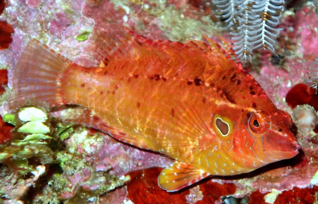 Pteragogus turdus Thrush sneaky wrasse New Caledonia