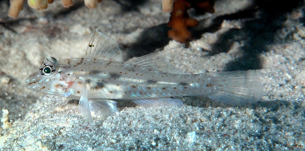 Fusigobius neophytus Fine-spotted sand-goby New Caledonia  small brown spots on head and body
