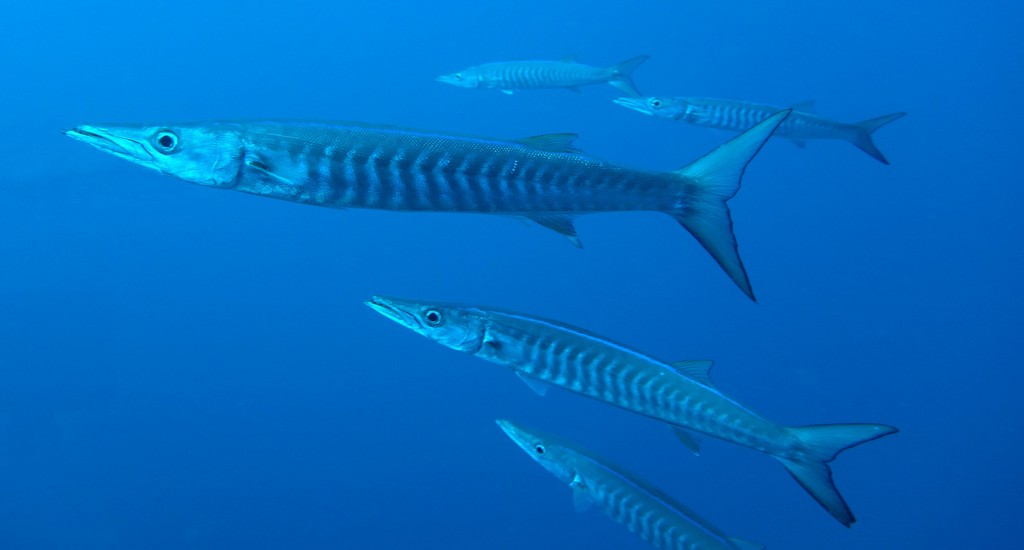 Sphyraena putnamae Barracuda à dents de scie Nouvelle-Calédonie 