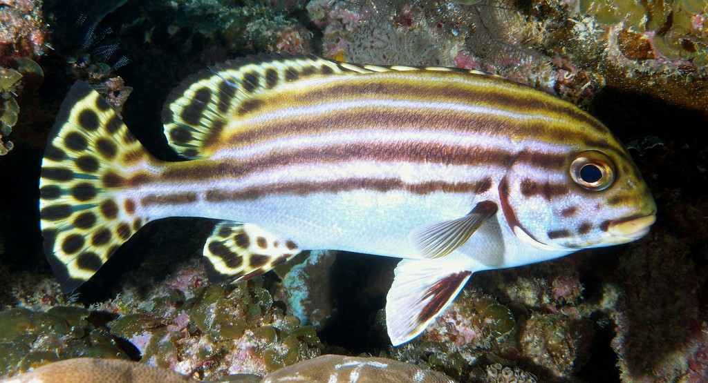 Plectorhinchus lessonii Lesson's thicklip New Caledonie fish