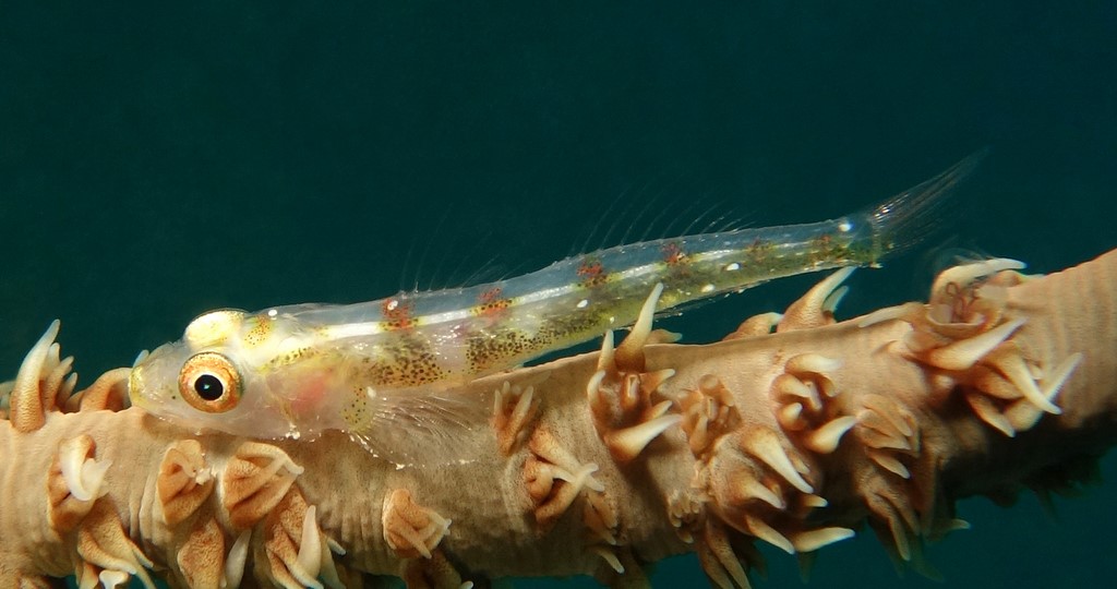 Bryaninops yongei Gobie nain de Yonge corail fouet Nouvelle-Calédonie