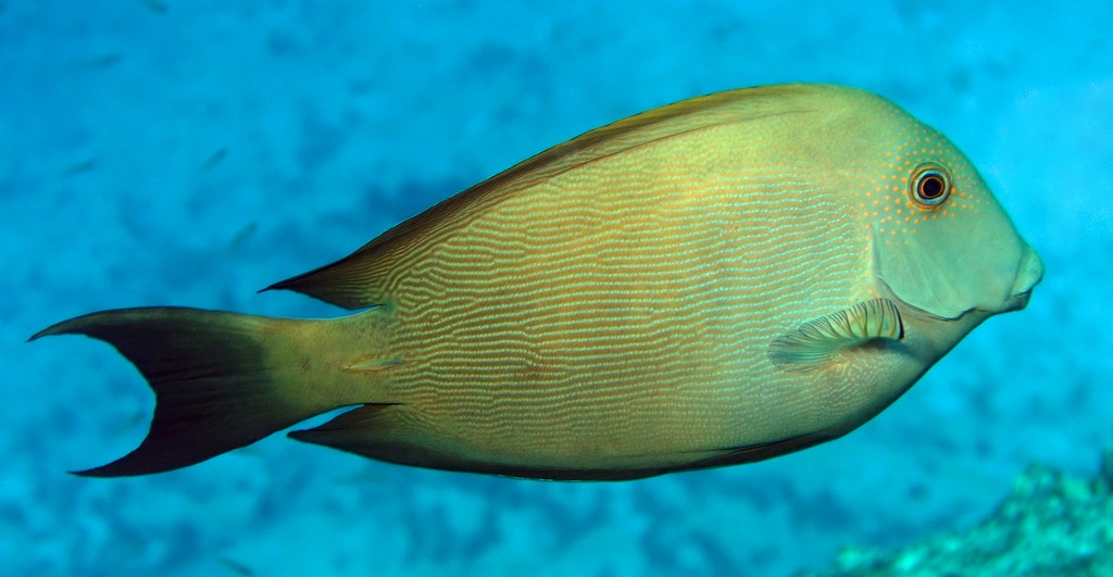 Ctenochaetus striatus 栉齿刺尾鱼 新喀里多尼亞