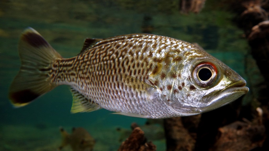 Kuhlia rupestris Carpe à queue jaune Nouvelle-Calédonie poisson des rivières