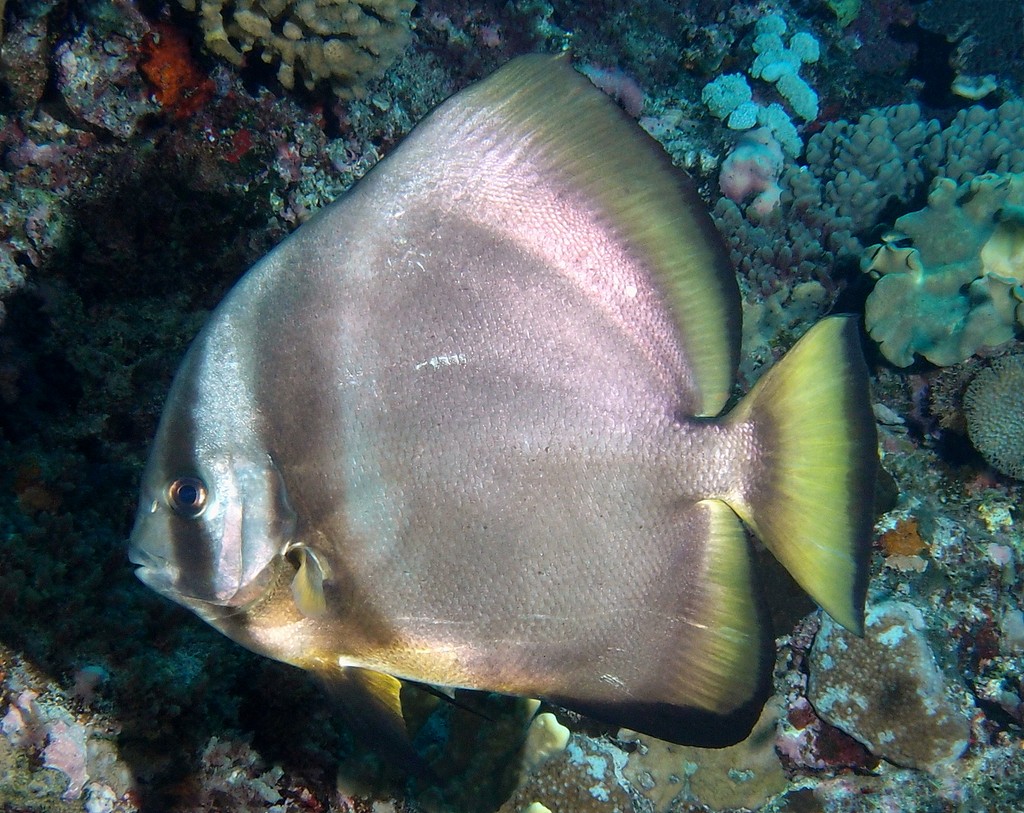 Platax orbicularis 圓眼燕魚 新喀里多尼亞