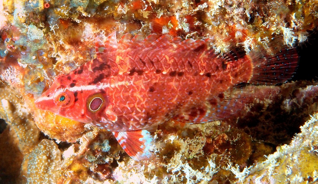 Pteragogus turdus Anuki-ohagurobera