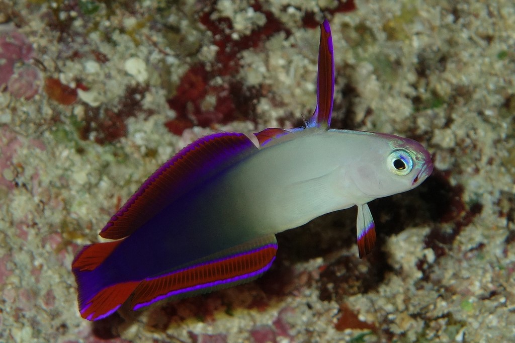 Nemateleotris decora Elegant firefish  New Caledonia reef lagoon