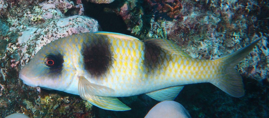 Parupeneus crassilabris Upénéus à grosses lèvres Nouvelle-Calédonie poisson Famille mullidae